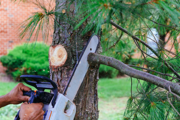 How Our Tree Care Process Works  in  Sierra Madre, CA